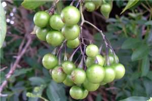 potato vine (Solanum laxum ).