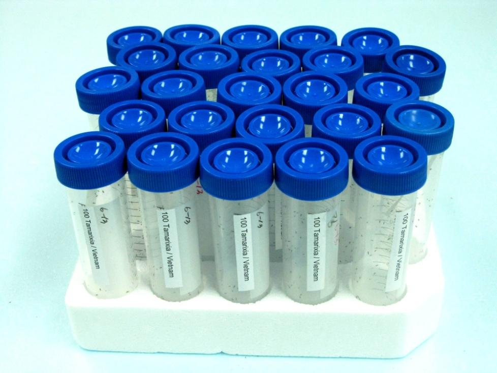 T. Radiata storage vials placed