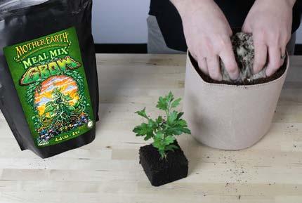 OPTION 2 - Top Dressing: Evenly apply 2 to 4 cups per 1 cubic foot (1/3 to per gallon of media) over the top of the soil.
