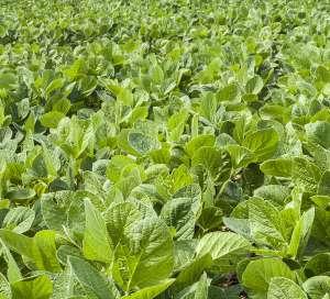 SOYBEANS FORAGES SOYBEANS 34A7 GROUP 3.4 37C6 GROUP 3.