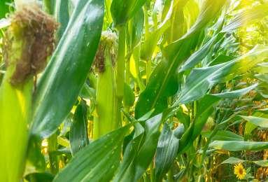 CORN NutriDense - Silage with Backup Corn hybrids that hold enhanced nutritional quality for livestock will always have a spot in the marketplace.