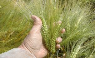 Malting barley variety development Grain to Glass 11 13 years Time frame (yrs) Activity