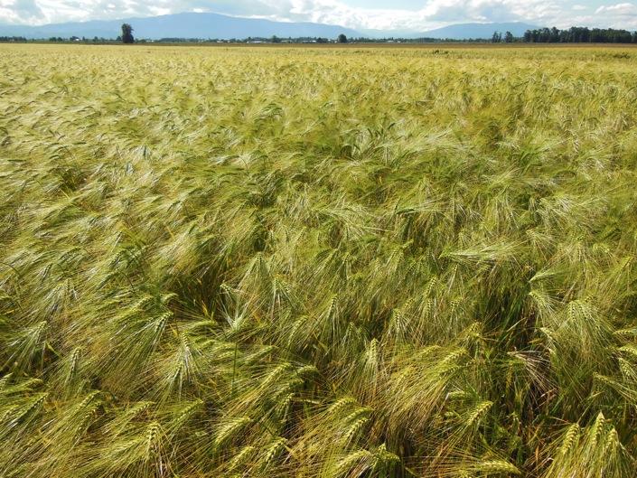 All within a six-row framework Industry support for malting barley development:
