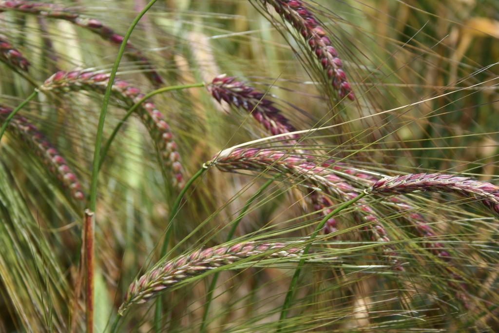 On the Horizon Currently developing colored food barley varieties