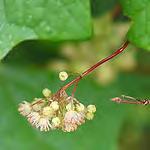 canadensis Canada Elderberry*