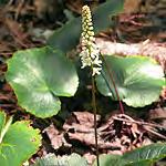Foamflower) Tiarella cordifolia