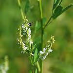 Clover Trifolium repens