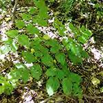 androsaemifolium Spreading Dogbane Leaves
