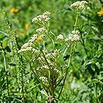 American Dogbane) ndian Hemp Flowers at