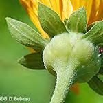 aleppicum Yellow Avens Lower leaf with 2-6
