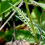 A Oenothera pilosella (AKA Meadow Evening
