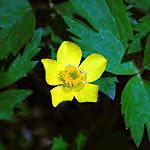Cinquefoil - Rough-fruited ase leaves of 5-7