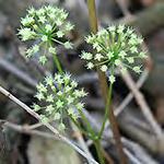 Thimbleweed Anemone cylindrica (o secondary bracts