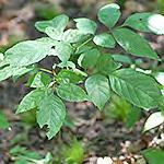 similar basal and stem leaves.
