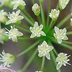 bracts on flower stalk) Thimbleweed -Tall Tall