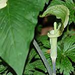 flower stalk ild Sarsaparilla Aralia nudicaulis