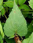 ristly ellflower Campanula cervicaria (AKA ristly