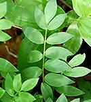 Silvery Scurf Pea Pediomelum argophyllum
