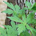Grecian Foxglove Digitalis lanata Grecian Foxglove Leaves