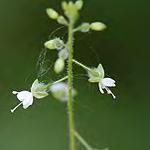 veins. Mouse-ear Chickweed Cerastium fontanum ssp.