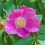 Prairie ild Rose* Rosa arkansana Prairie ild Rose* 1-3