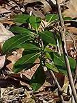 Hieracium aurantiacum Orange Hawkweed Leaves all