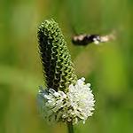 Lily of Valley Convallaria majalis Dogwood - Gray*