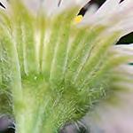 Fleabane - Annual Daisy Phyllaries in 2 to 3 series,