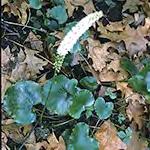stalk above leaves. Leaflets often stalkless.