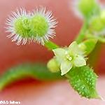 vesca (Seeds raised on the surface) Strawberry -