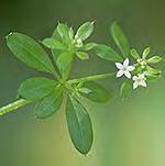 urceolata (AKA eetleweed) A Cleavers Galium