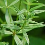 asprellum edstraw - Rough L Stem prickly on angles.