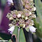 Cream Pea Lathyrus ochroleucus Cream Pea Leaf-
