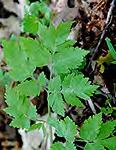 Moehringia lateriflora lunt-leaved Sandwort Leaf -