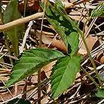 Virginia Mountain Mint Pycnanthemum virginianum