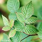 Allegheny lackberry* Lower leaves - 5 longstalked