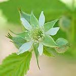 Glandular hair on leaf & flower stalks Dewberry*