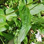 Parnassia glauca Grass of Parnassus L Leaves all