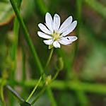 Saponaria officinalis (AKA Soapwort) ouncing et