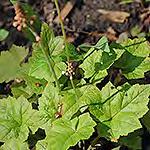 olfberry* Symphoricarpos occidentalis olfberry*