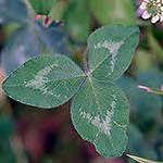 A Leaves all basal, heartshape base, 5 to 7