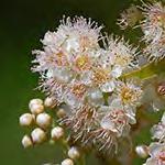 setosus) Canada Elderberry* Sambucus nigra ssp.