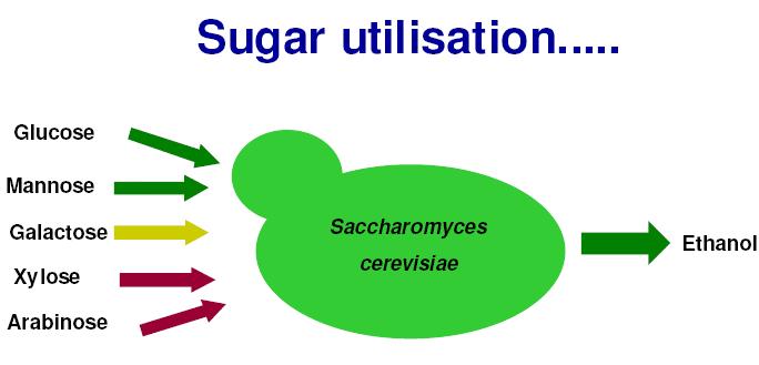 Mixed sugar utilisation