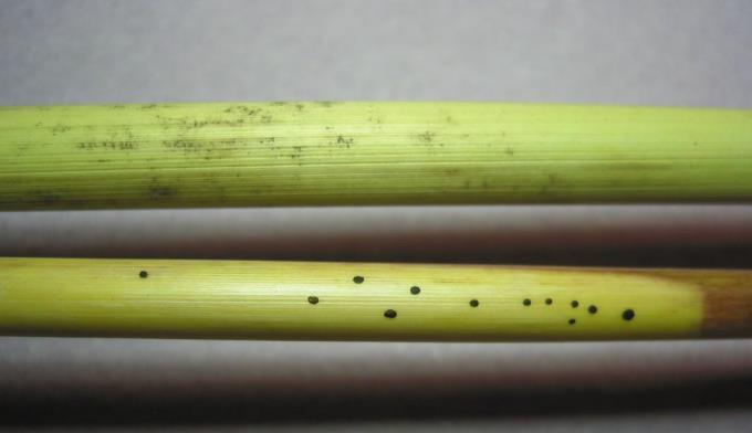 0 mm Glume characters are not easy to use in the field. Measurable s are not present in every season and measurement requires a microscope. Glume photo courtesy K.