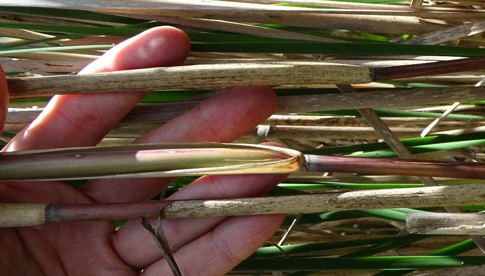 Leaf Sheath Adherence to Stem Leaf Sheaths on Current Year s Stems Gap Node Exposed stem Tightly Adhering ID Tips: In early to mid summer, the leaf sheaths on the upper stems of native Phragmites are