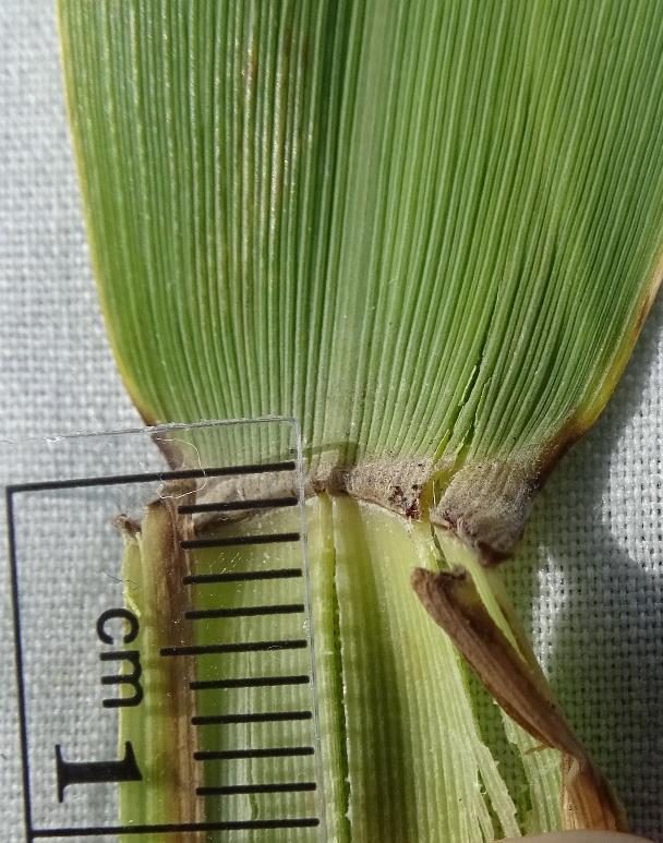 Ligule Height (Thickness) Ligule height (thickness) is one of the stronger characters for identifying non-native Phragmites.
