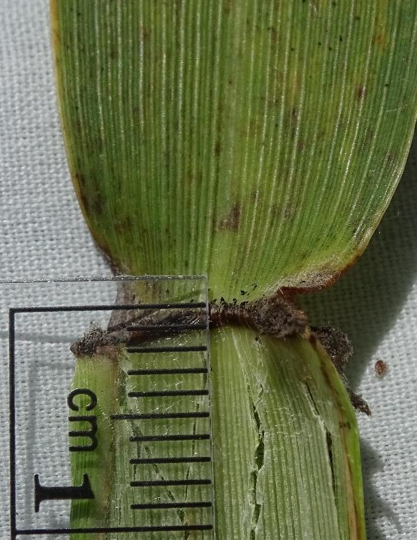 Measure ligule height on leaves from approximately the middle third of the plant. Ligules on upper, newly emerging leaves are not as well-developed.