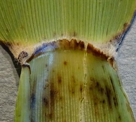 9 mm) To find the ligule (see the red arrows), hold a leaf blade in one hand and the culm in the other, pull the leaf blade away from the culm to expose the ligule.