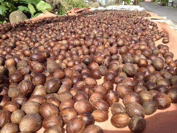 1-2.About Producing Countries <Indonesia> Fresh nutmeg and mace is dried under the sun. If there is a sun, you may see sundry everyday in Siau.