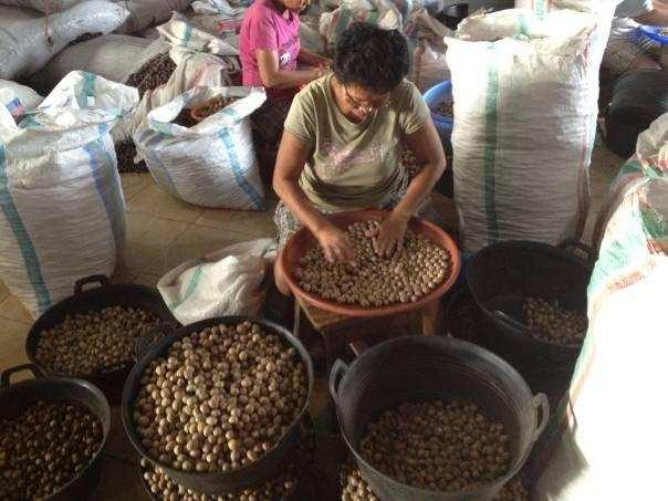1-2.About Producing Countries <Indonesia> Farmer sells dried nutmeg with shell to Local Trader. Exporter removes shell.